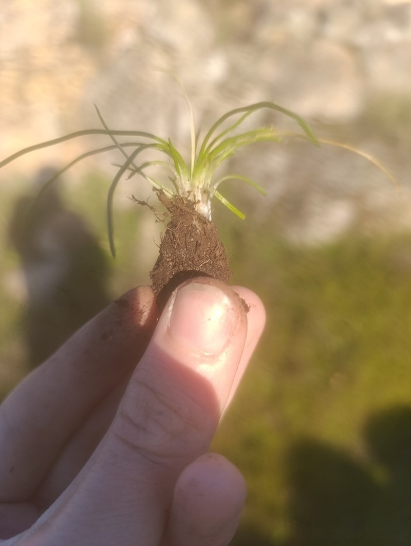 Isoetes histrix photo 6