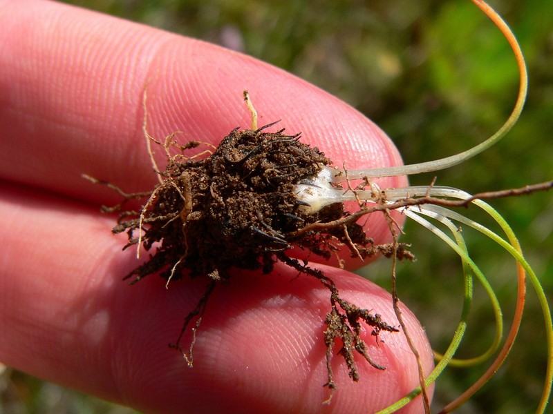 Isoetes histrix photo 7