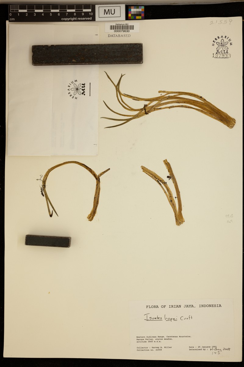 Isoetes hopei