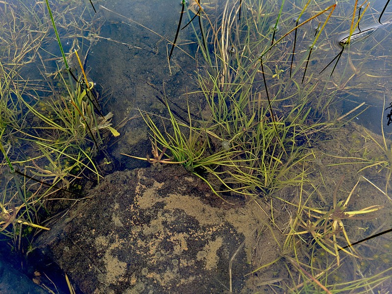 Howell's Quillwort