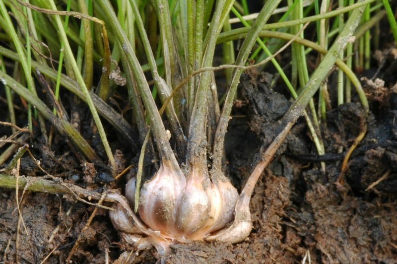 Howell's Quillwort photo 2