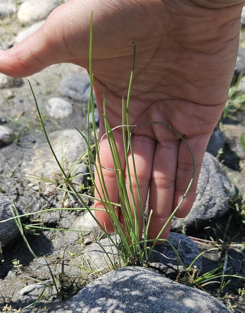Howell's Quillwort photo 3