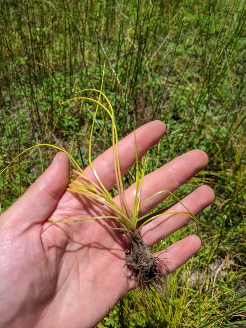 Howell's Quillwort photo 4