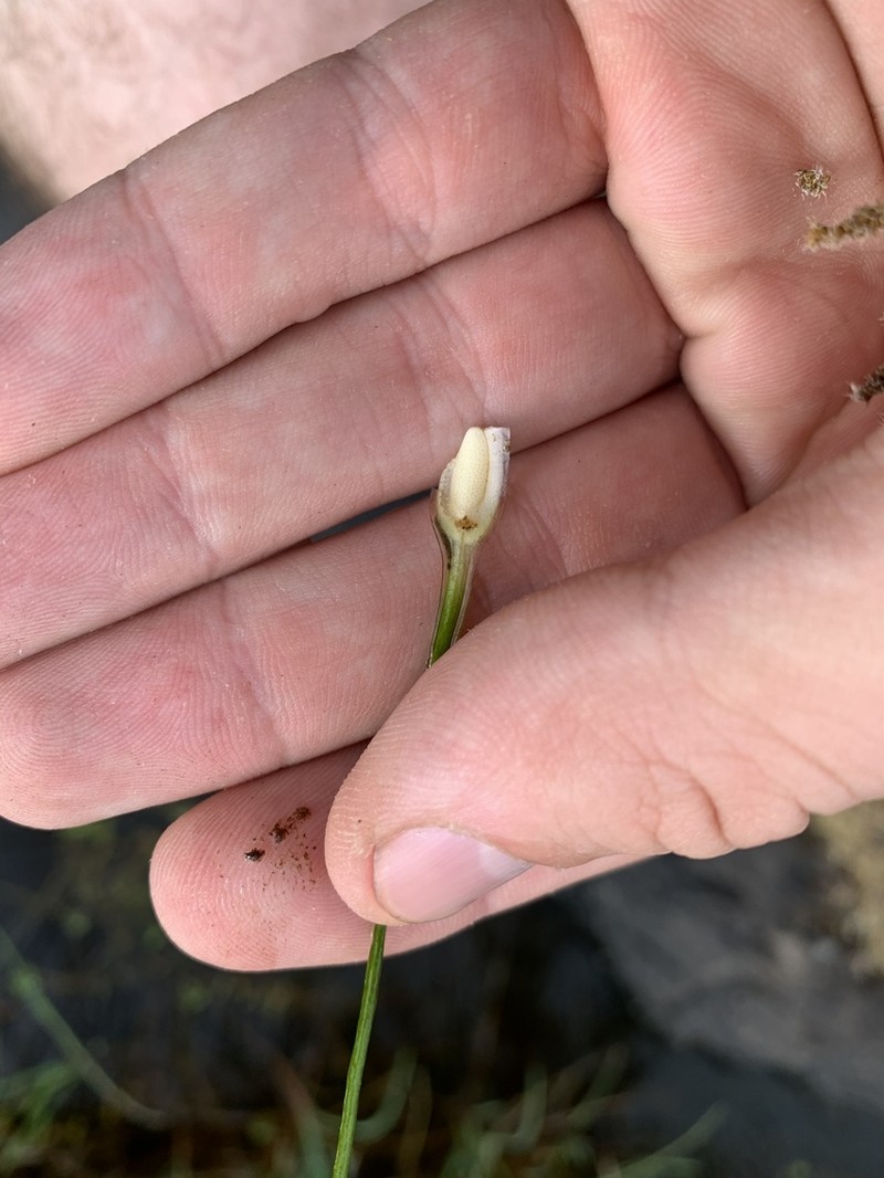Howell's Quillwort photo 5