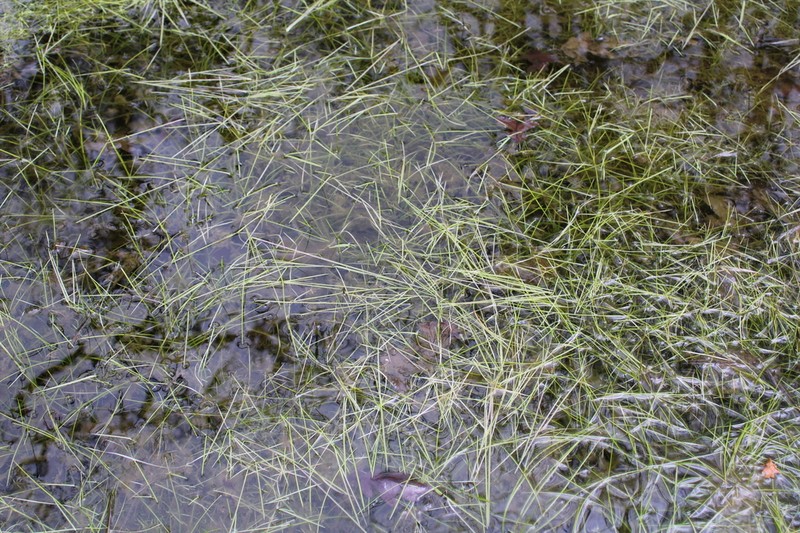 Howell's Quillwort photo 6