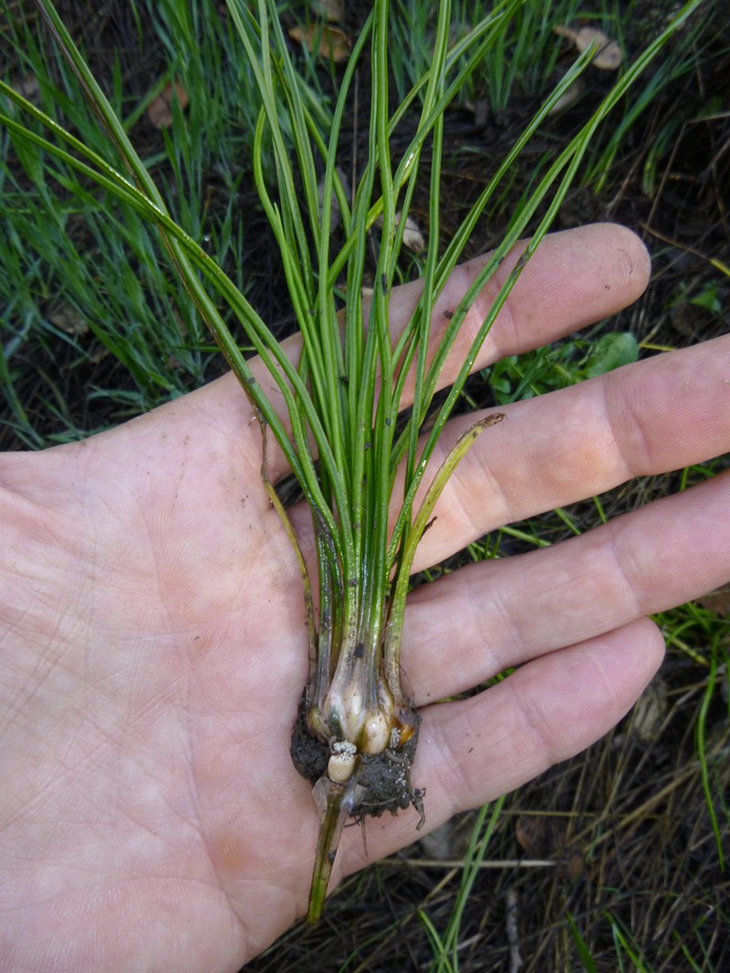 Howell's Quillwort photo 7