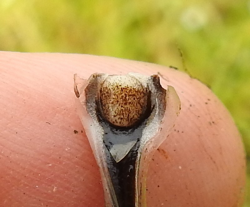 Howell's Quillwort photo 8