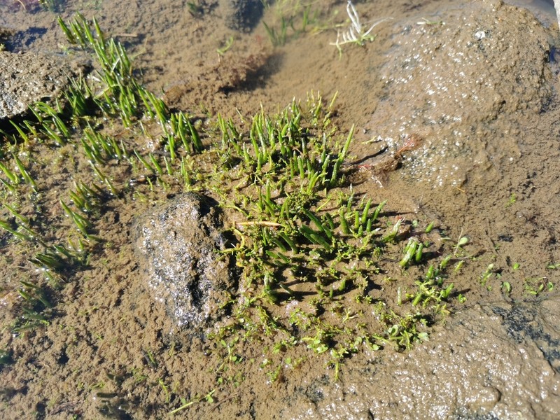 Isoetes humilior