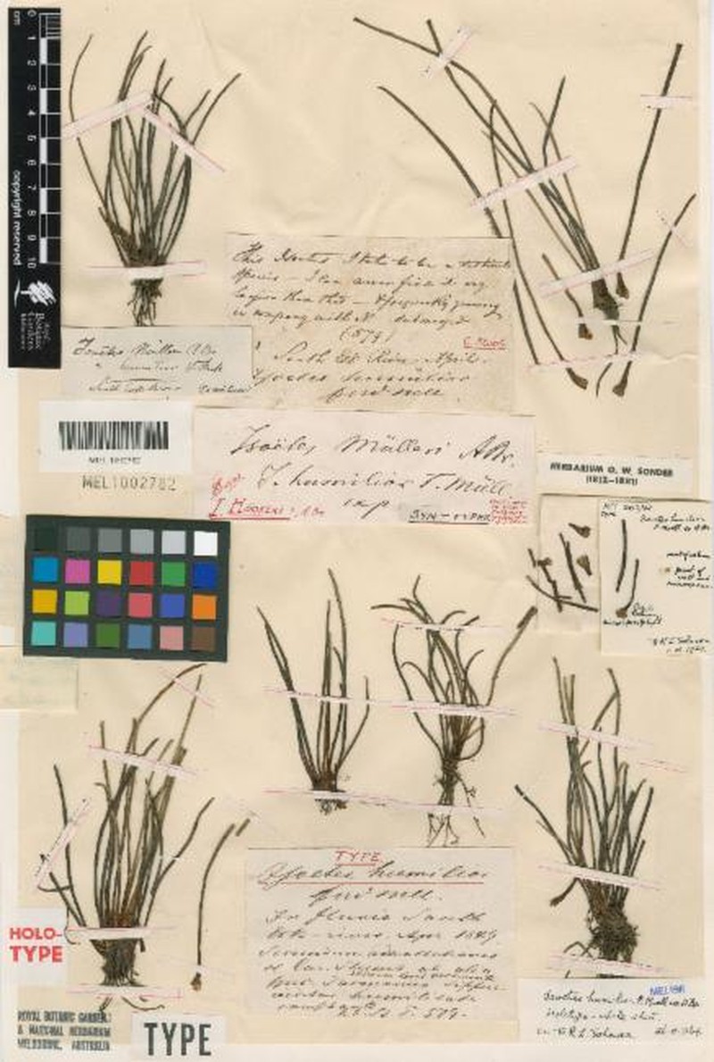 Isoetes humilior photo 2