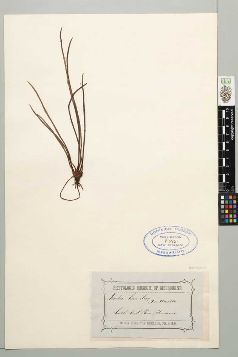 Isoetes humilior photo 3