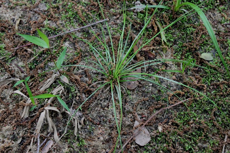 Evergreen Quillwort