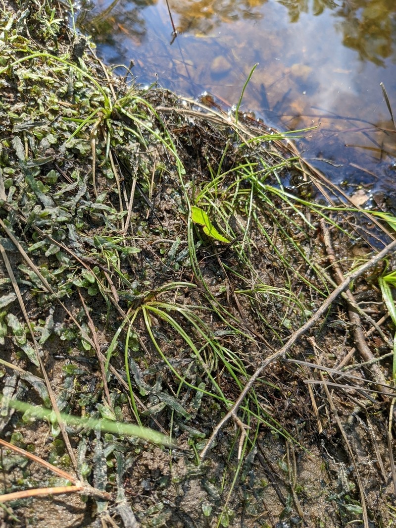 Evergreen Quillwort photo 2