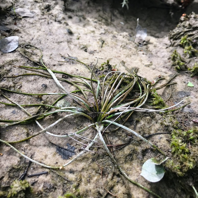 Evergreen Quillwort photo 3