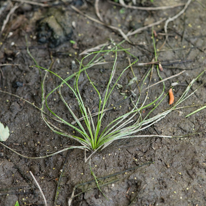 Evergreen Quillwort photo 5
