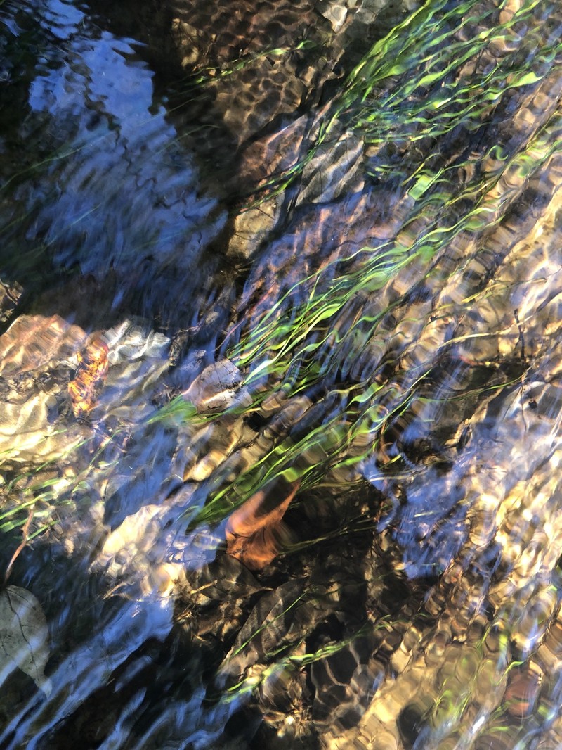 Evergreen Quillwort photo 8