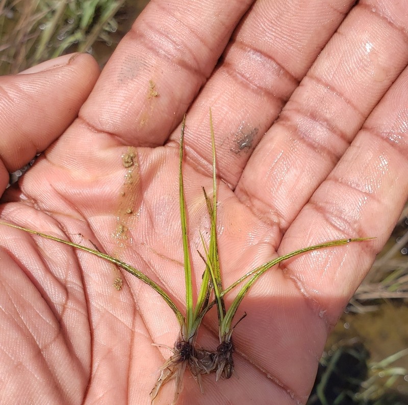 Isoetes jamaicensis photo 2