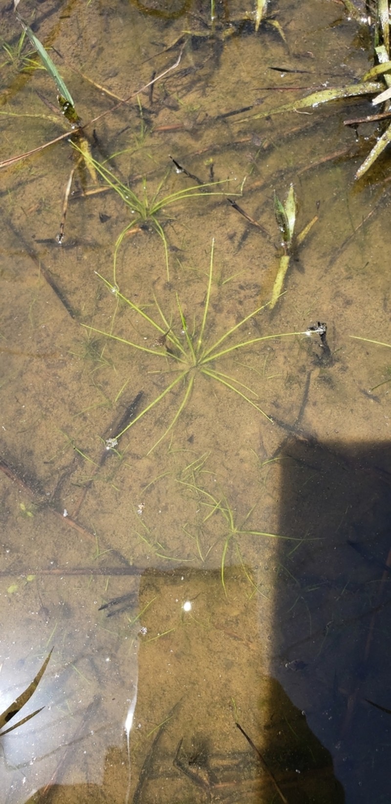 Isoetes jamaicensis photo 3