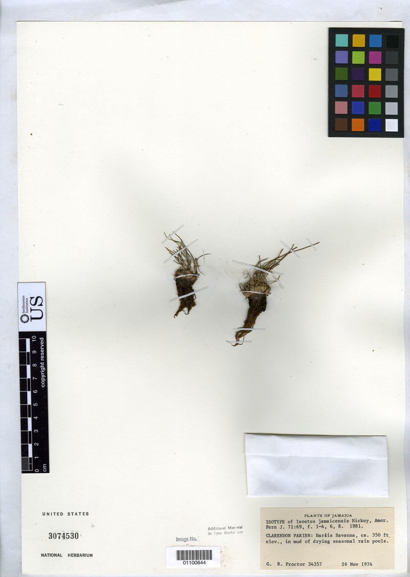 Isoetes jamaicensis