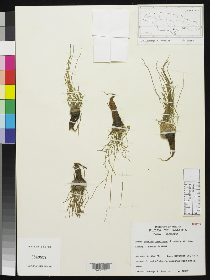 Isoetes jamaicensis photo 4