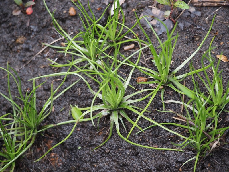 Isoetes japonica