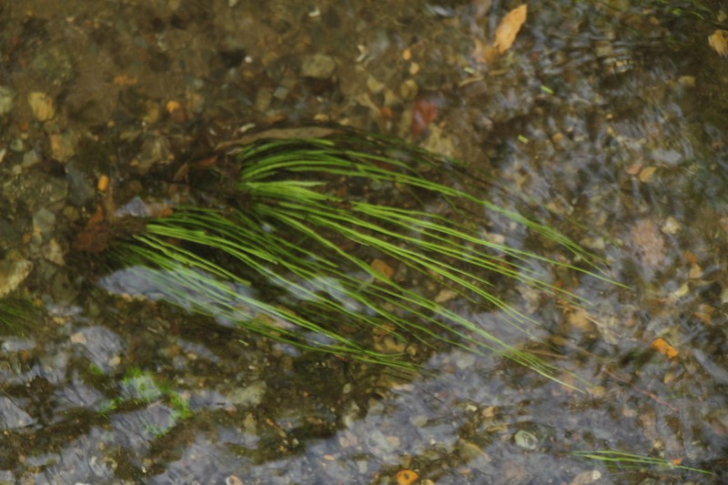 Isoetes japonica photo 2