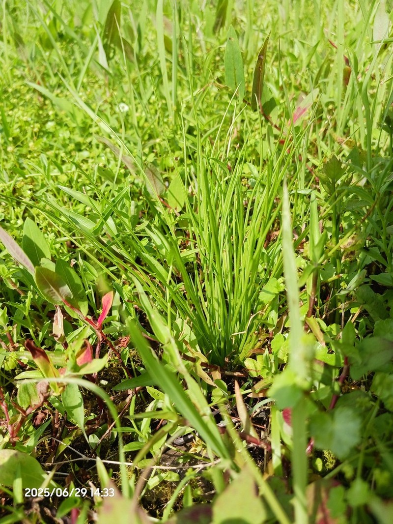 Isoetes japonica photo 3