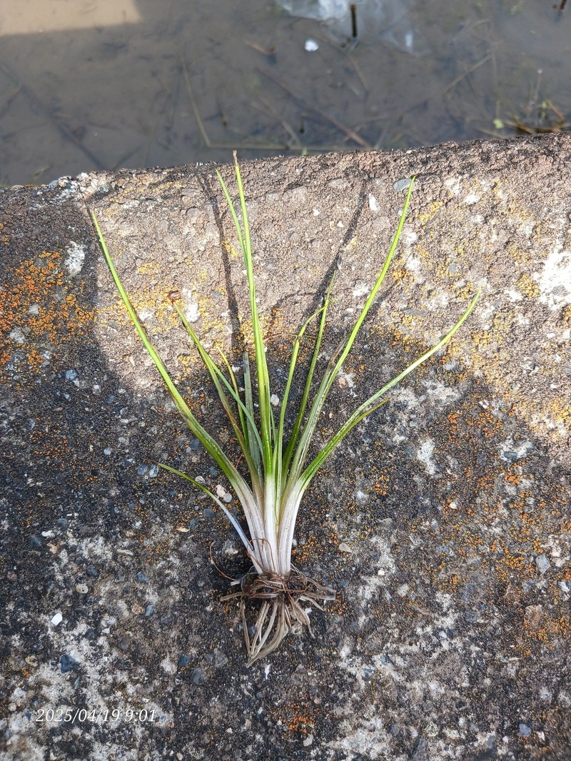 Isoetes japonica photo 6