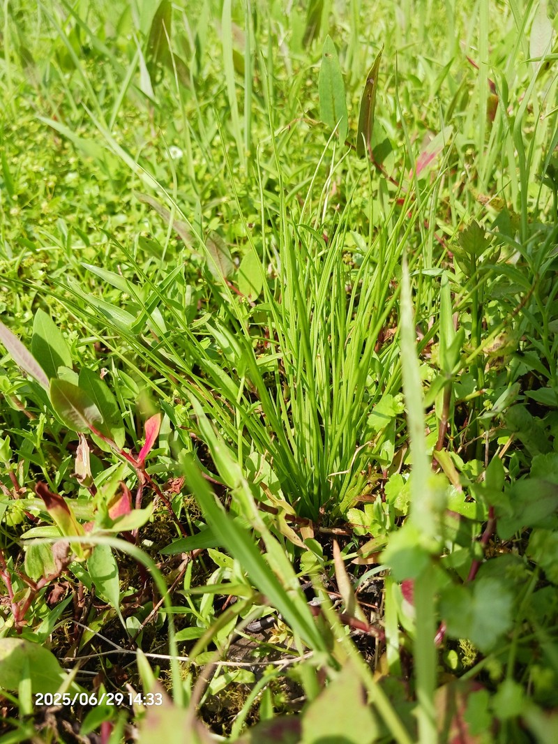 Isoetes japonica photo 7