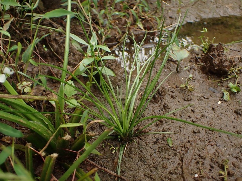 Isoetes japonica photo 8