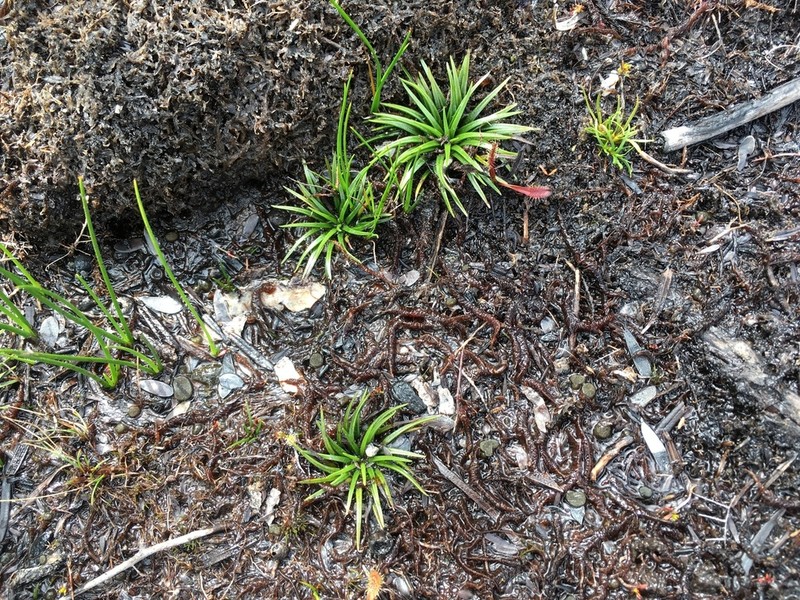 Isoetes jarmaniae