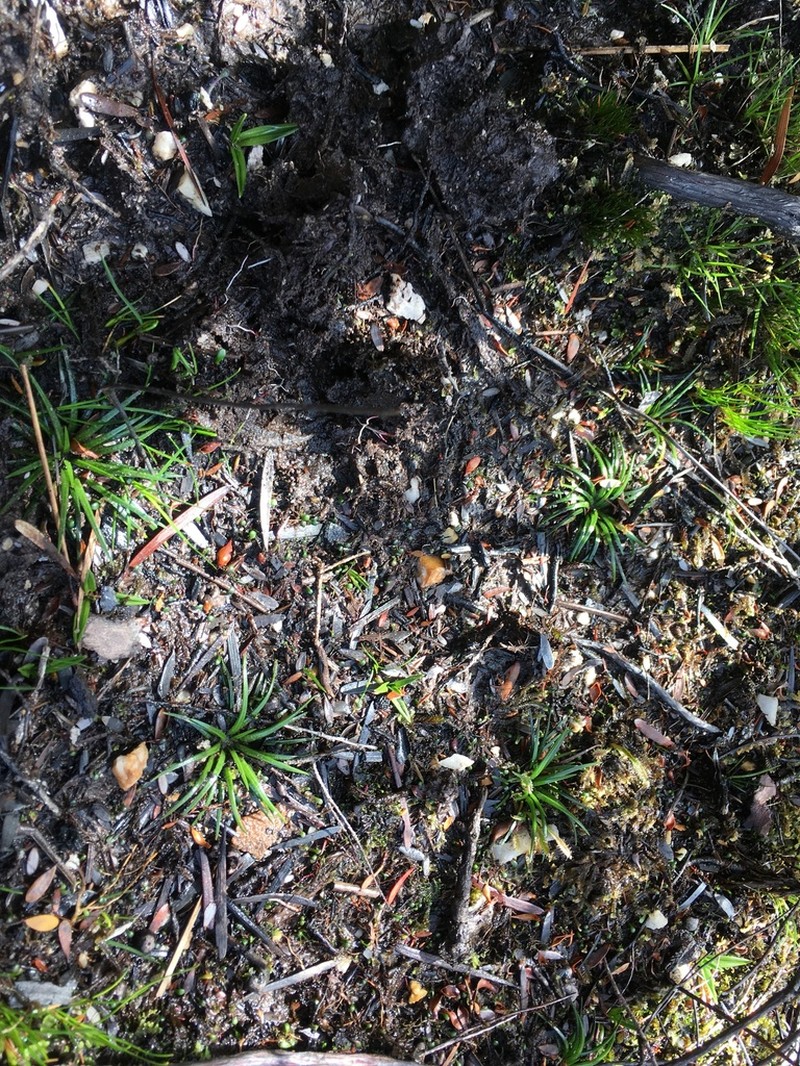 Isoetes jarmaniae photo 2