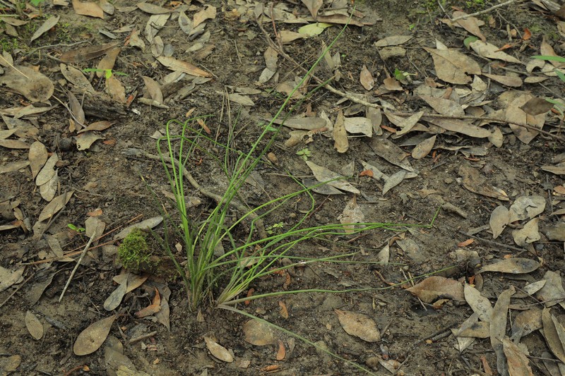 Rush Quillwort