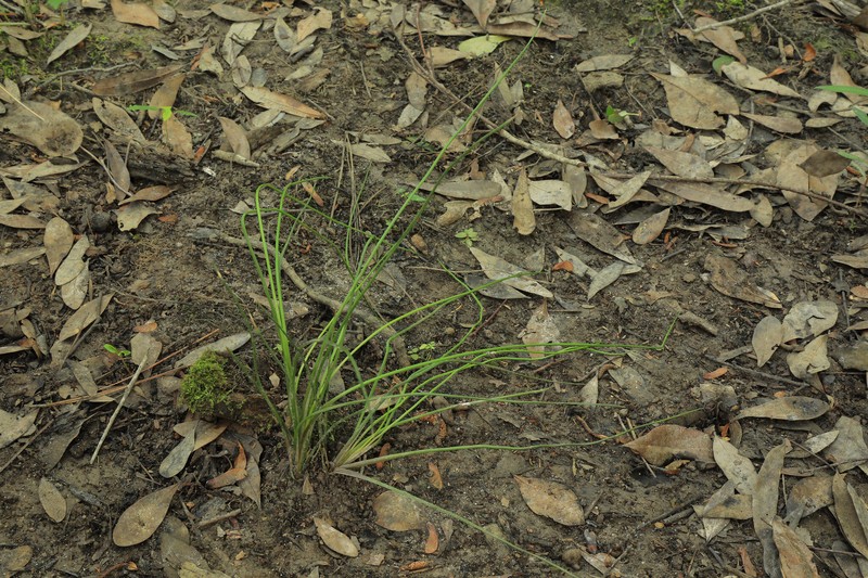 Rush Quillwort photo 2