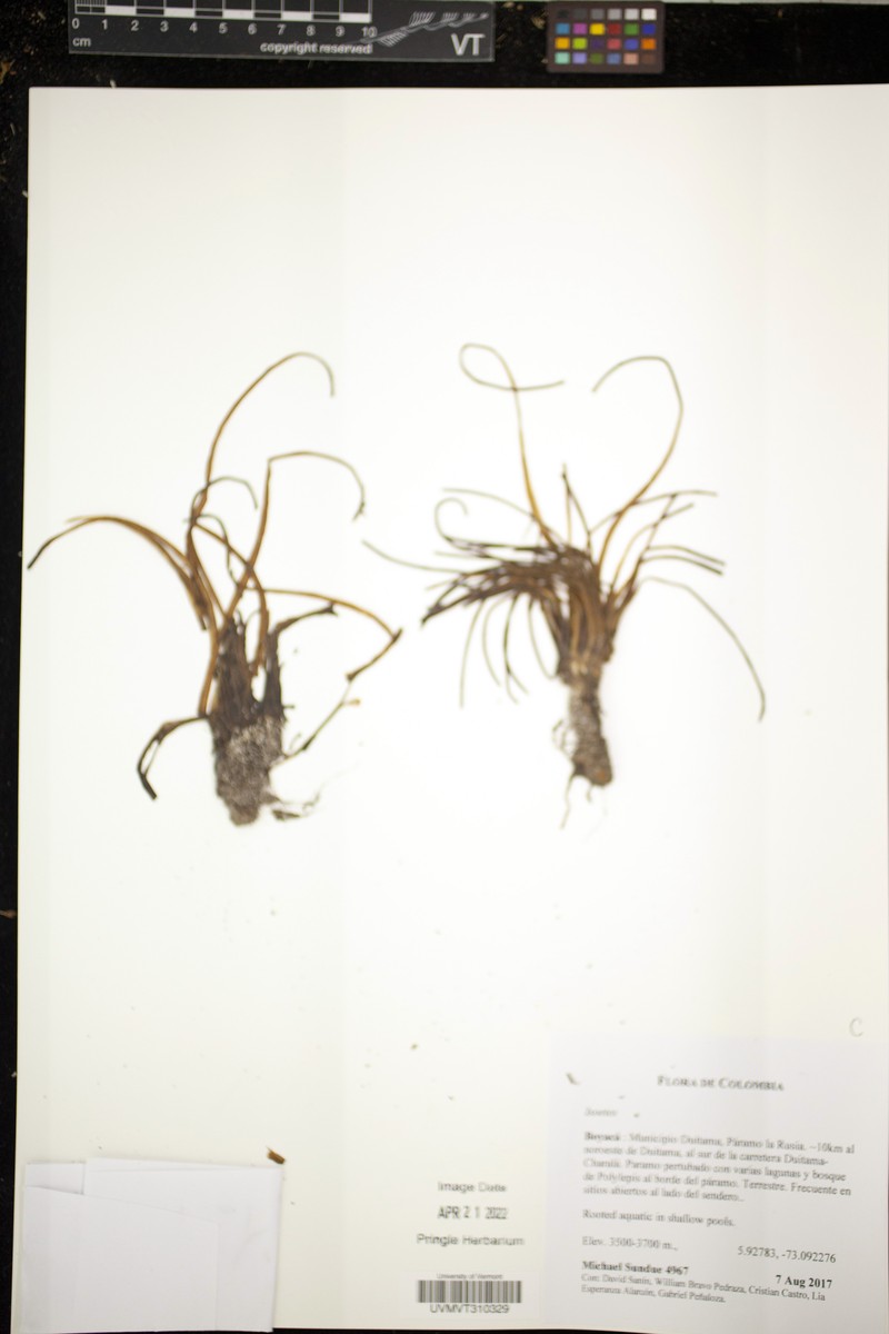 Isoetes karstenii