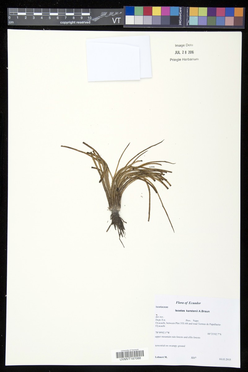 Isoetes karstenii photo 2