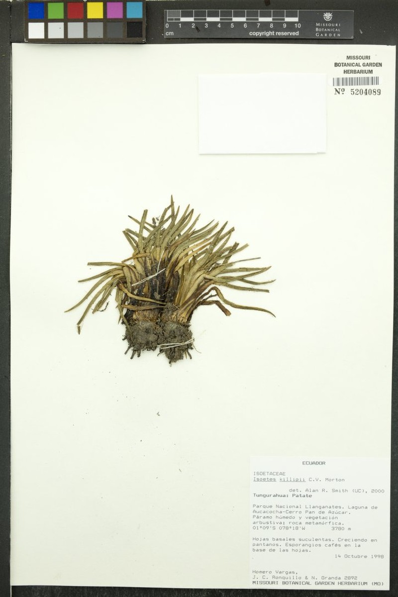 Isoetes killipii