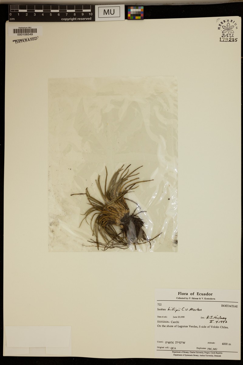 Isoetes killipii photo 4