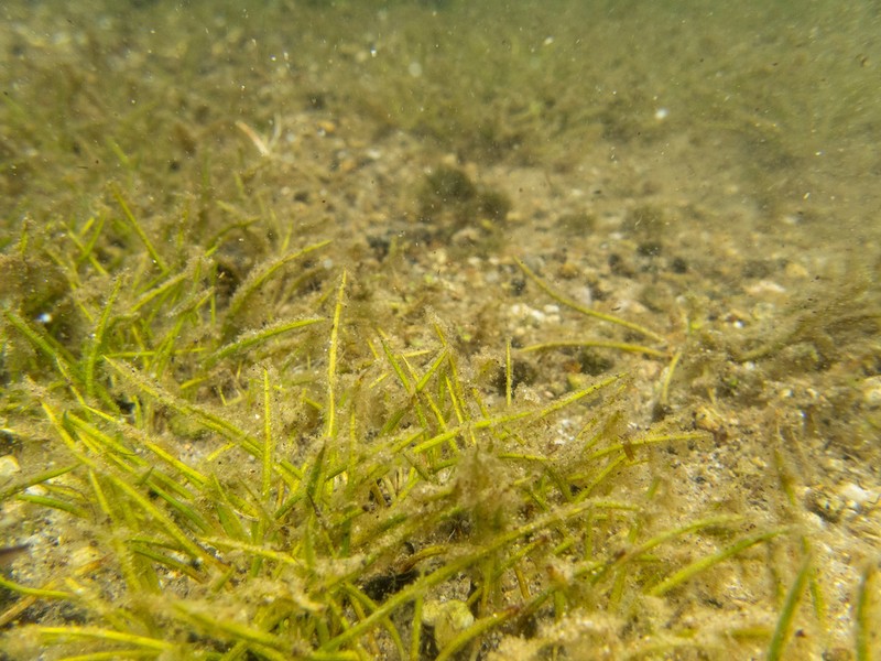 Isoetes kirkii