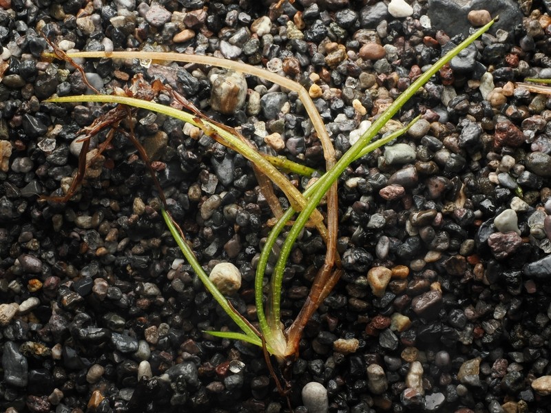 Isoetes kirkii photo 2