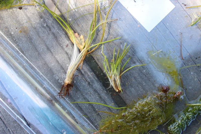 Isoetes kirkii photo 4