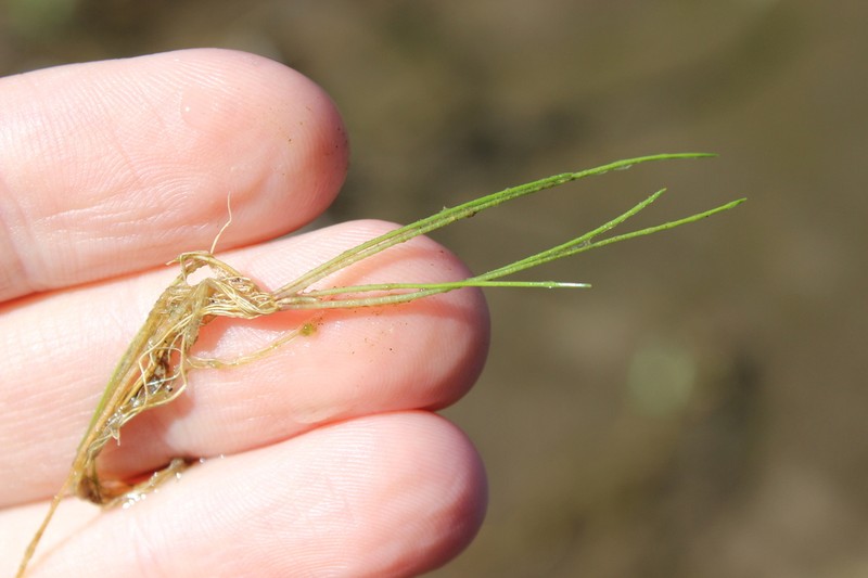 Isoetes kirkii photo 5
