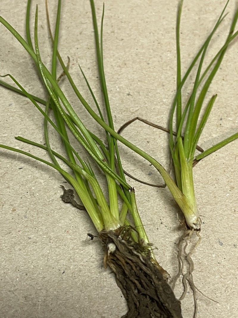 Isoetes kirkii photo 6