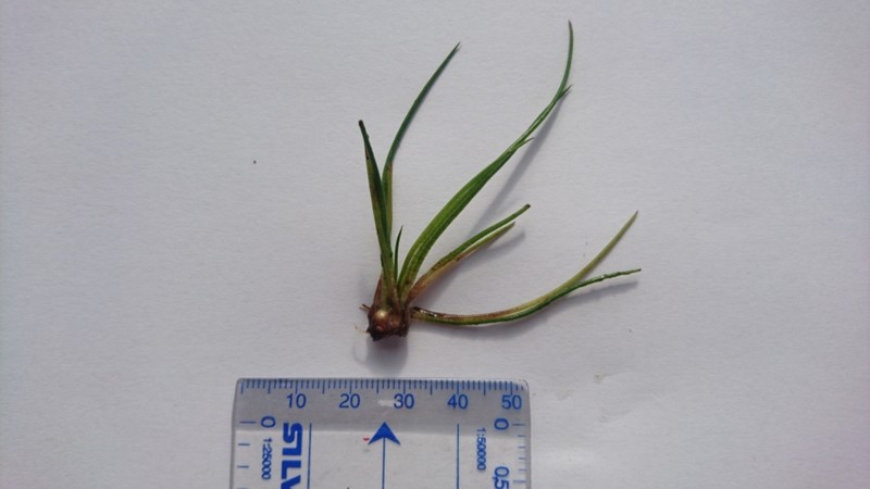 Isoetes kirkii photo 7