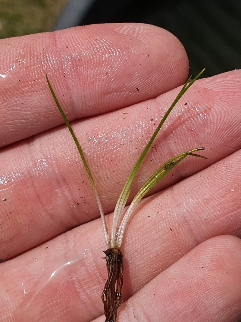 Isoetes kirkii photo 8