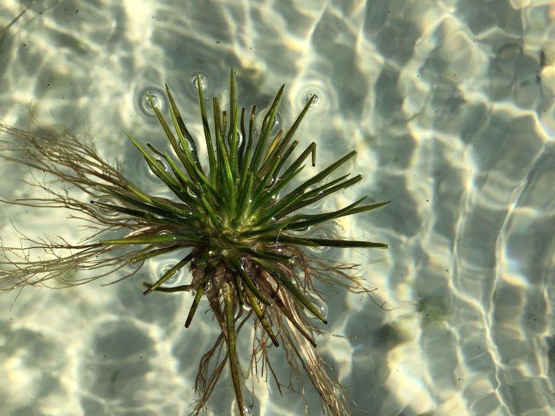 Lake Quillwort photo 3