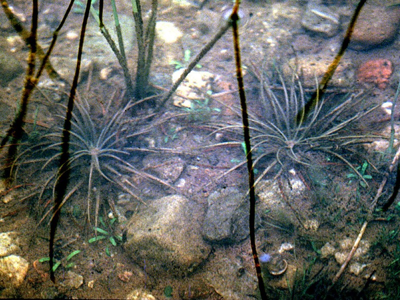 Lake Quillwort photo 4