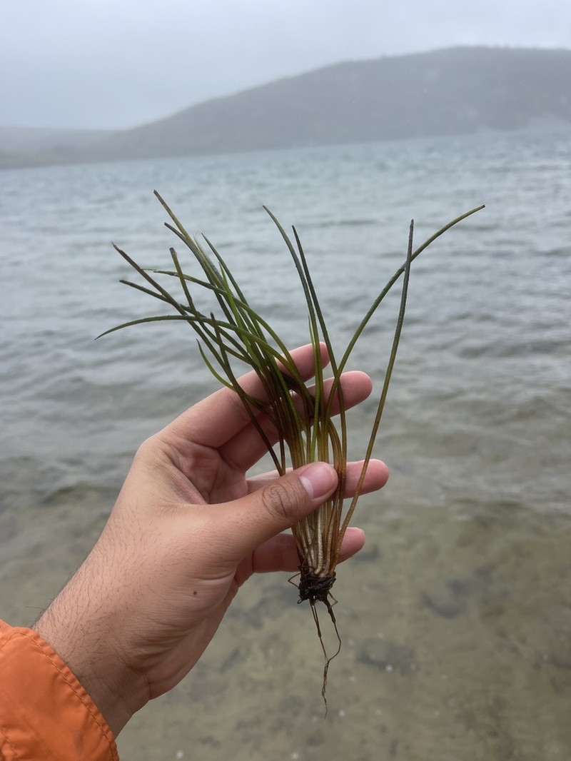 Lake Quillwort