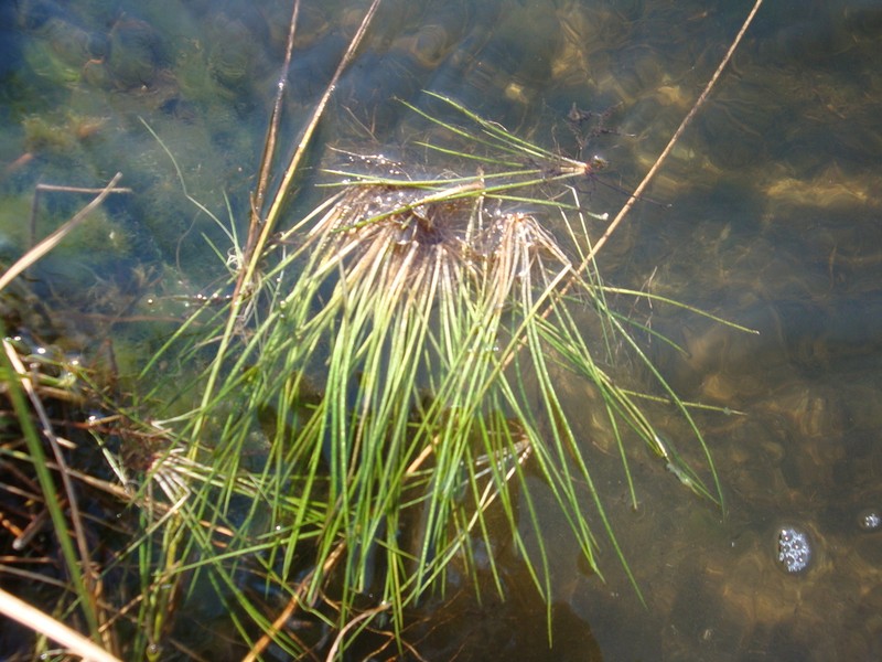 Lake Quillwort photo 4