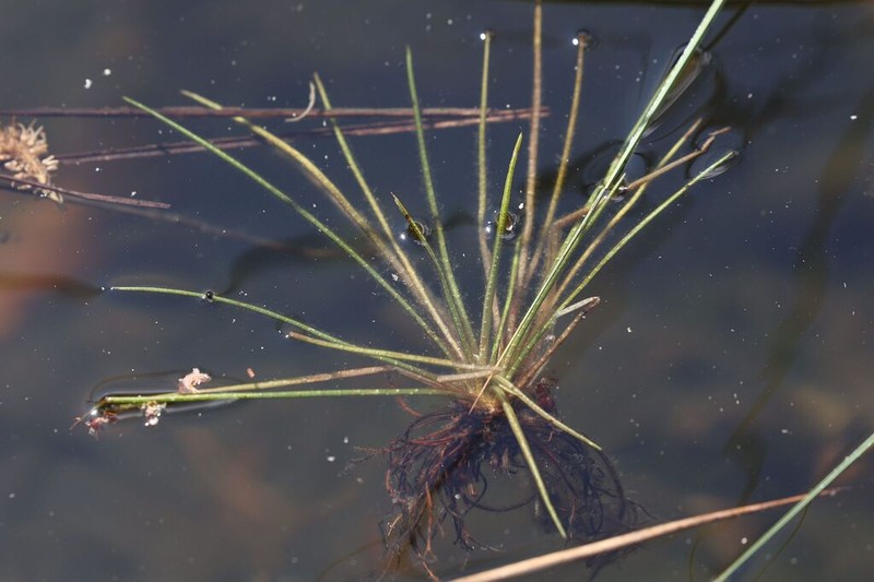 Lake Quillwort photo 5