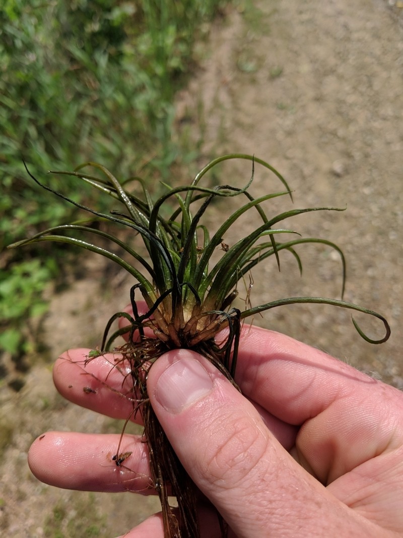 Lake Quillwort photo 6
